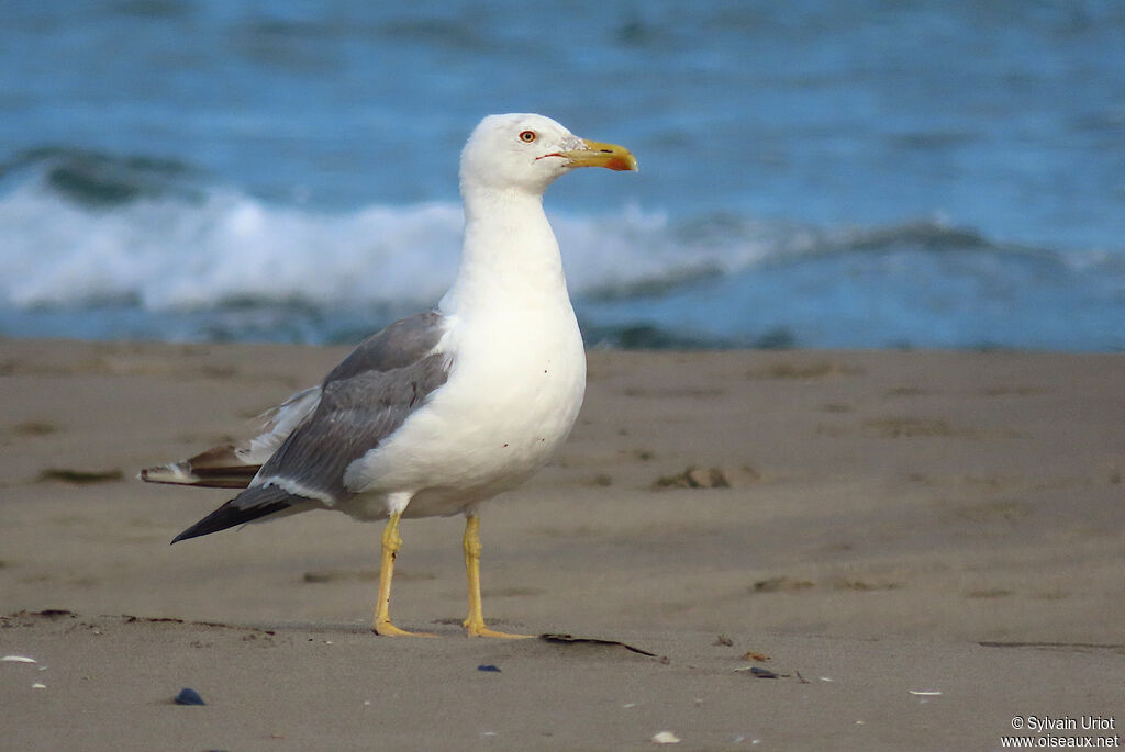 Yellow-legged Gulladult breeding