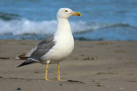 Yellow-legged Gull