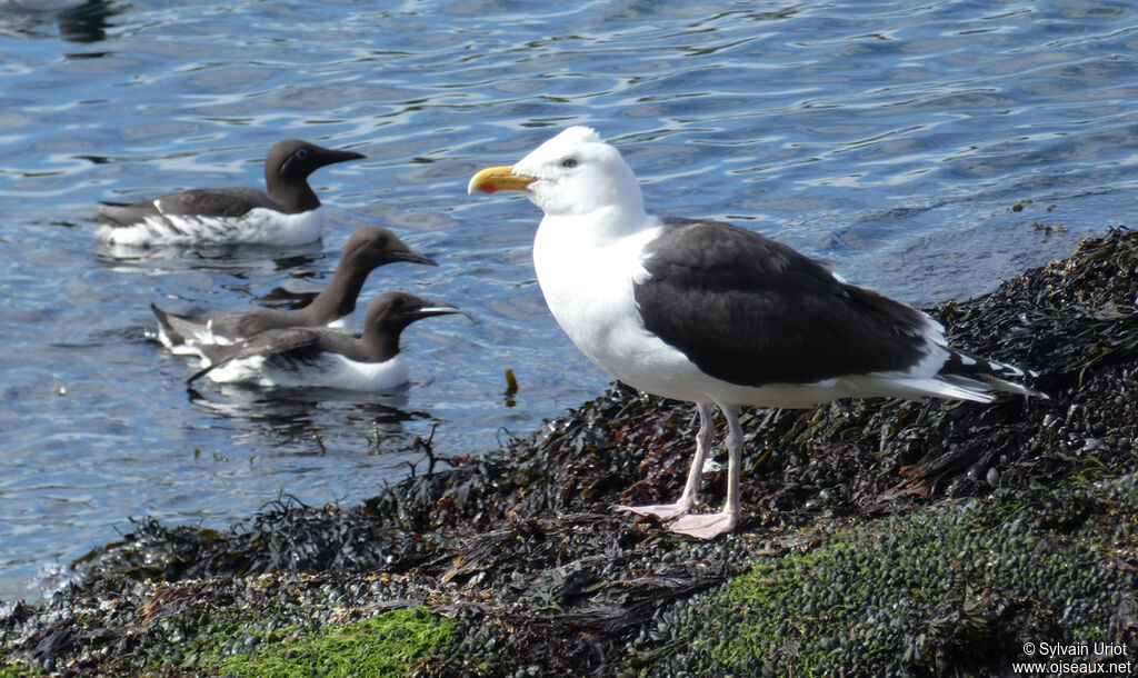 Goéland marinadulte