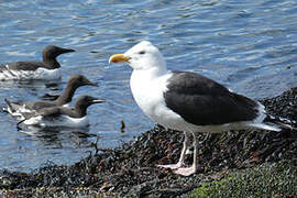 Great Black-backed Gull