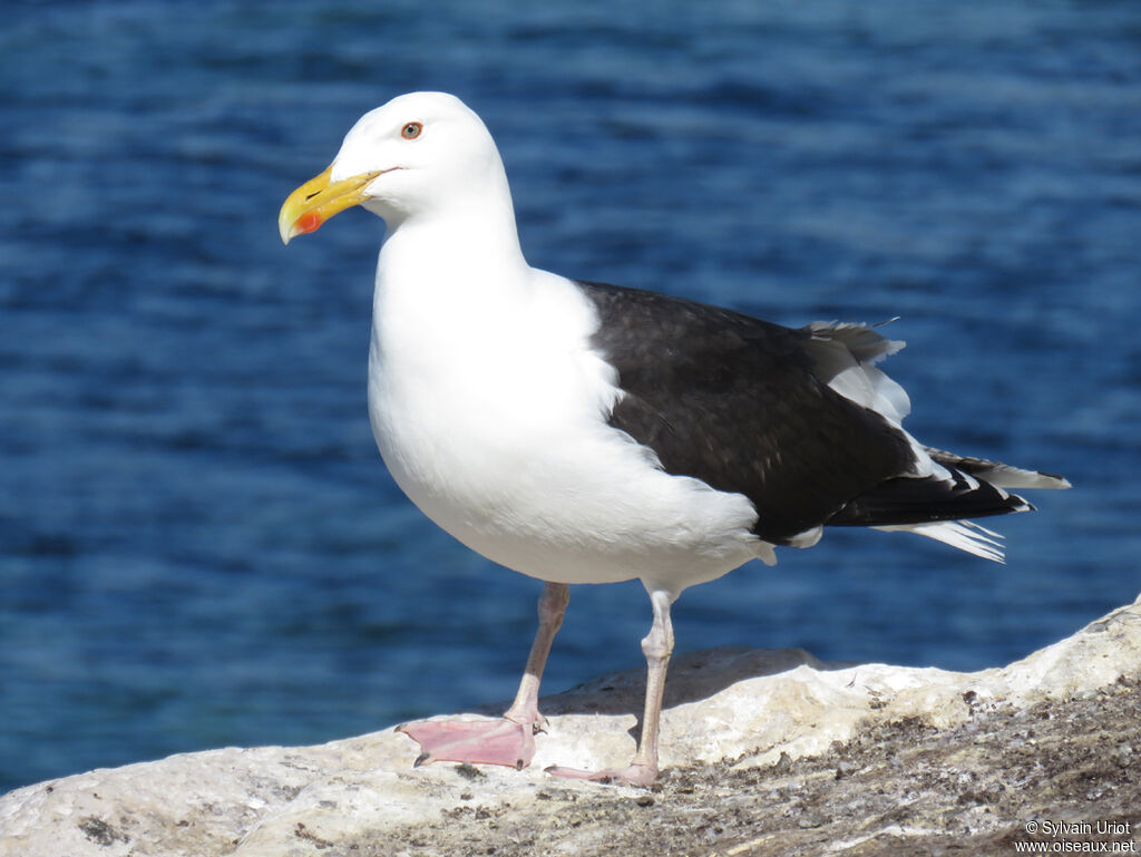 Goéland marinadulte