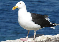 Great Black-backed Gull