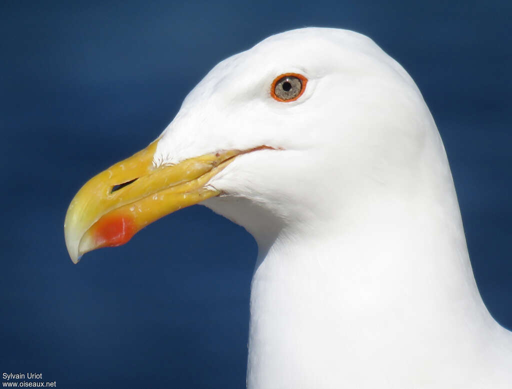 Great Black-backed Gulladult, close-up portrait