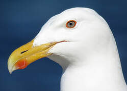 Great Black-backed Gull