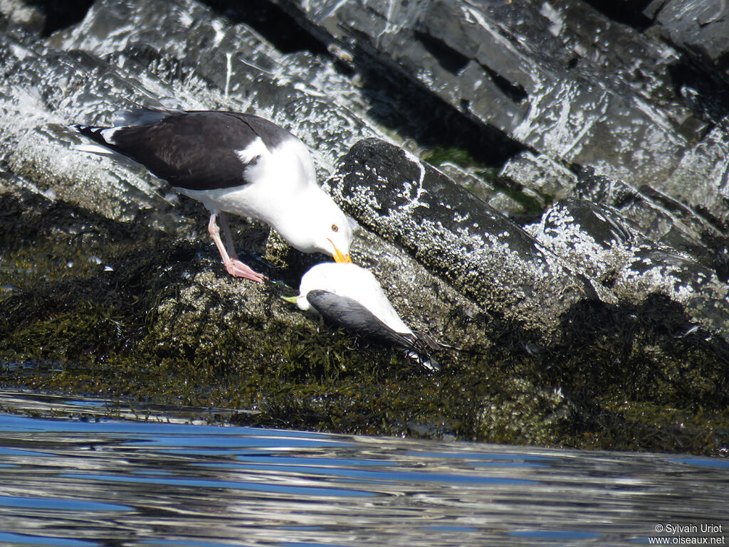 Great Black-backed Gulladult