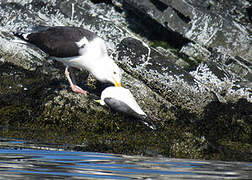 Great Black-backed Gull