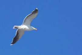 Great Black-backed Gull