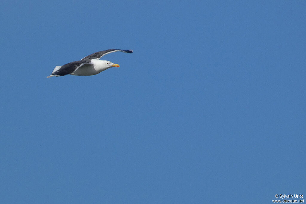 Great Black-backed Gulladult