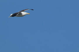 Great Black-backed Gull