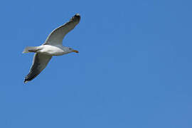 Great Black-backed Gull