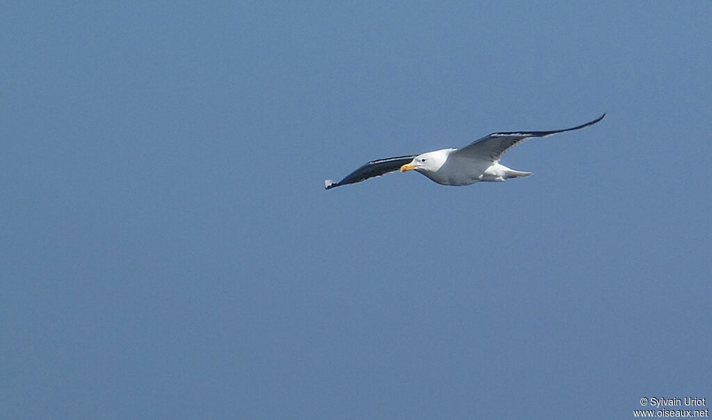 Great Black-backed Gulladult