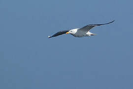 Great Black-backed Gull