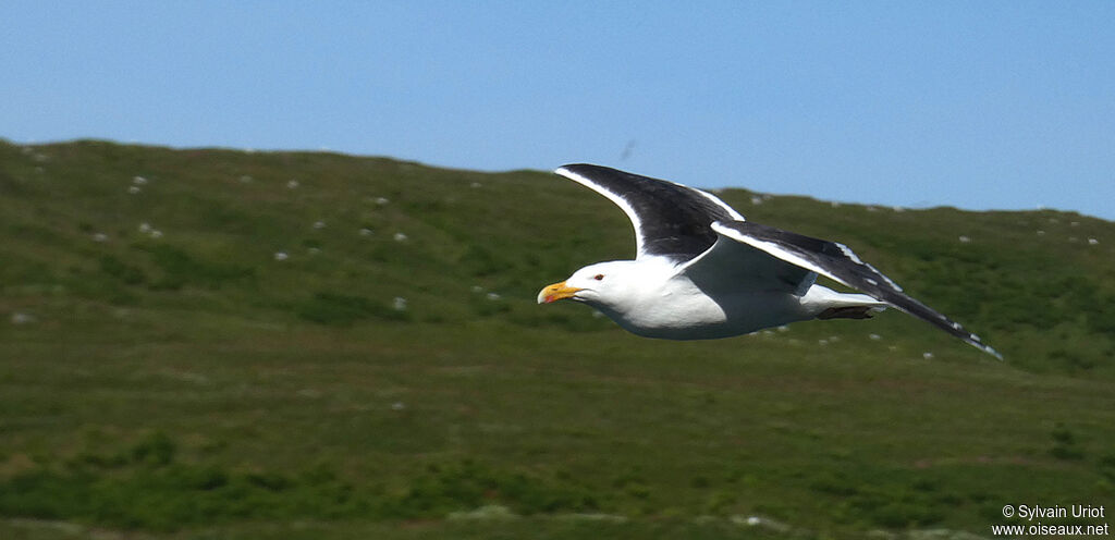 Great Black-backed Gulladult