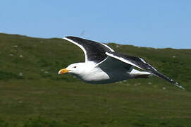 Great Black-backed Gull