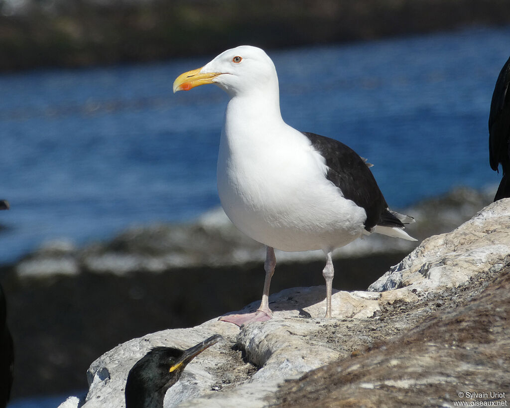 Goéland marinadulte