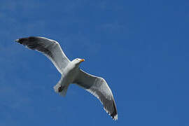 Great Black-backed Gull