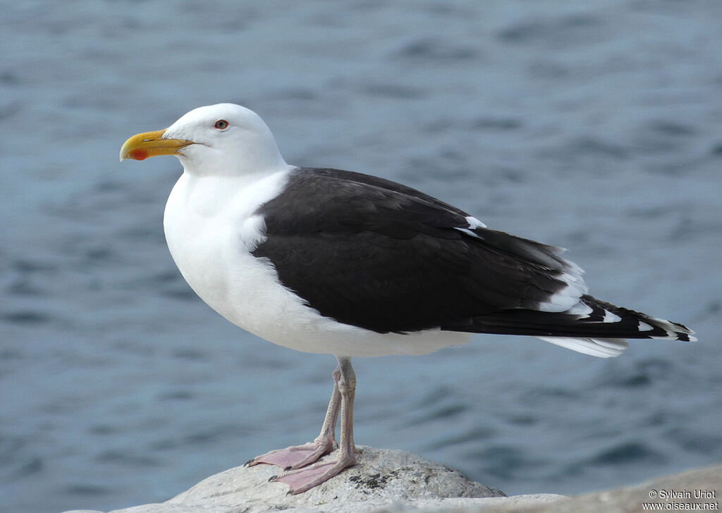 Goéland marinadulte