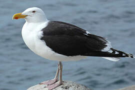 Great Black-backed Gull