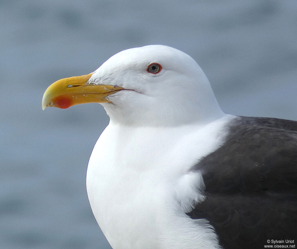 Great Black-backed Gulladult