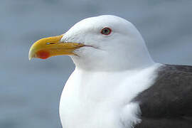 Great Black-backed Gull