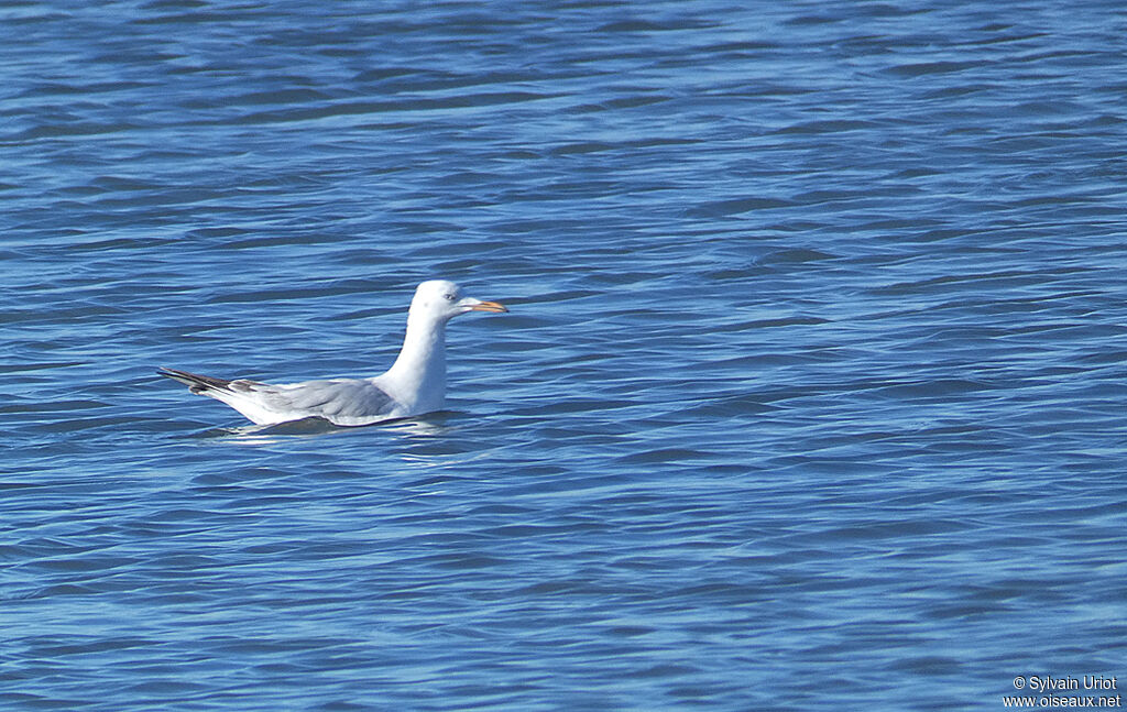 Slender-billed GullSecond year