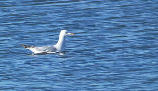 Slender-billed Gull