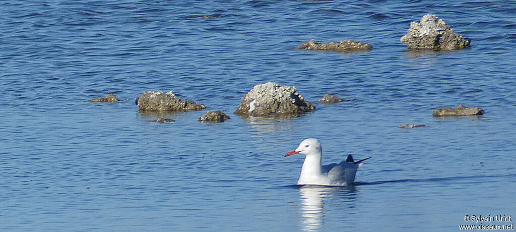 Slender-billed Gulladult post breeding