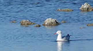 Slender-billed Gull