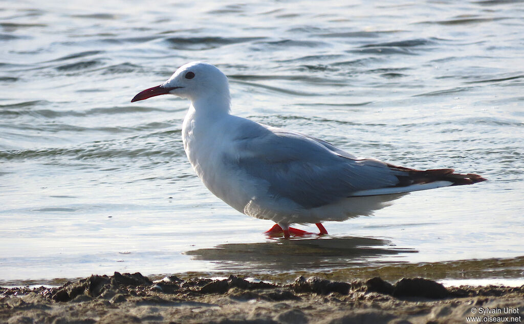 Slender-billed Gulladult post breeding