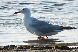 Slender-billed Gull