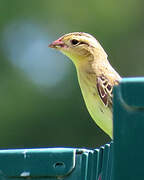 Bobolink