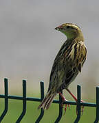 Bobolink