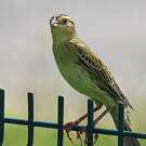 Goglu des prés