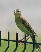 Bobolink