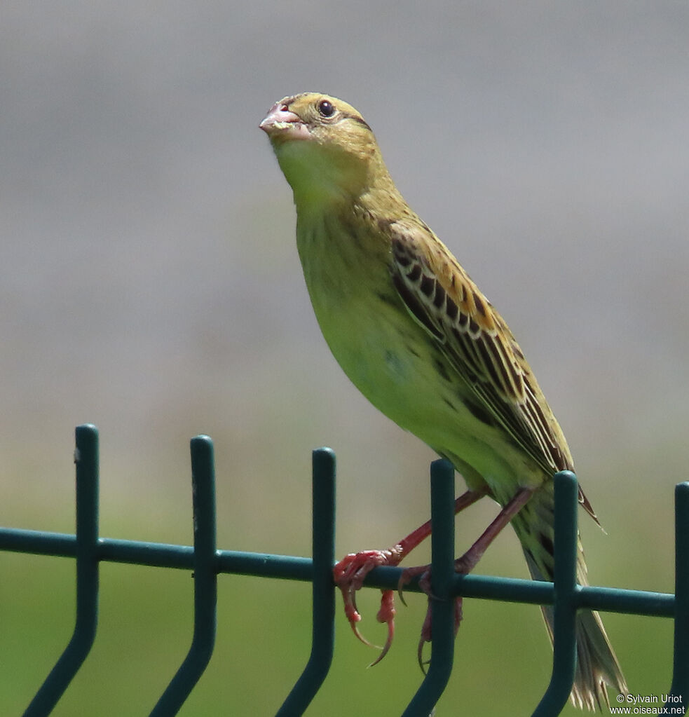 Goglu des prés1ère année