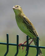 Bobolink