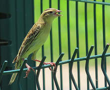 Bobolink