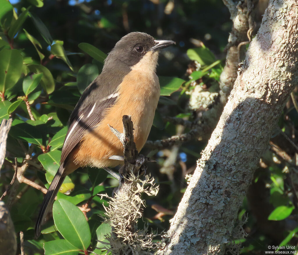 Southern Boubou female adult