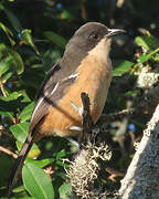 Southern Boubou