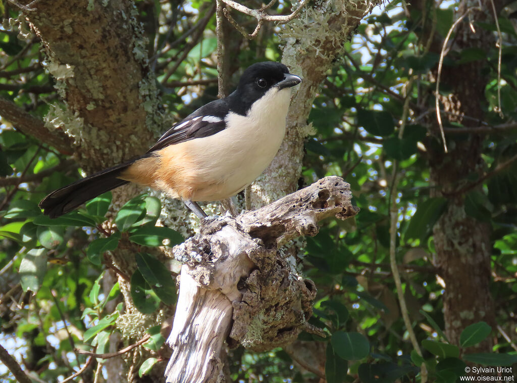 Southern Boubou male adult