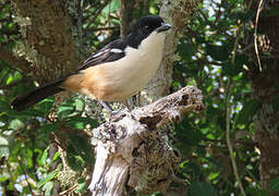 Southern Boubou