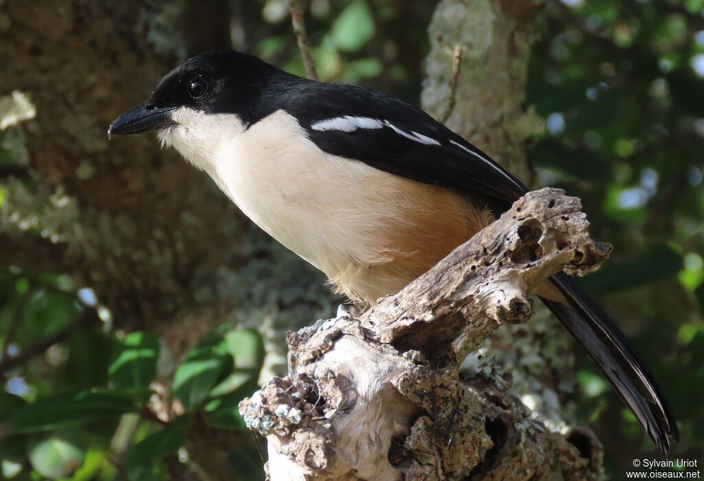 Southern Boubou male adult