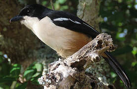 Southern Boubou