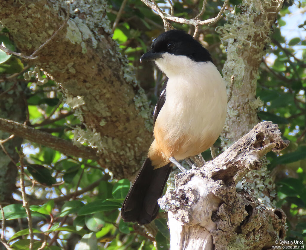 Southern Boubou male adult