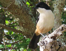 Southern Boubou