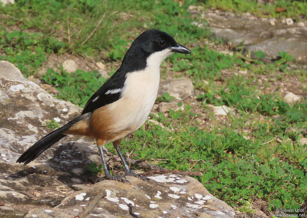 Southern Boubou male adult