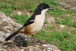 Southern Boubou