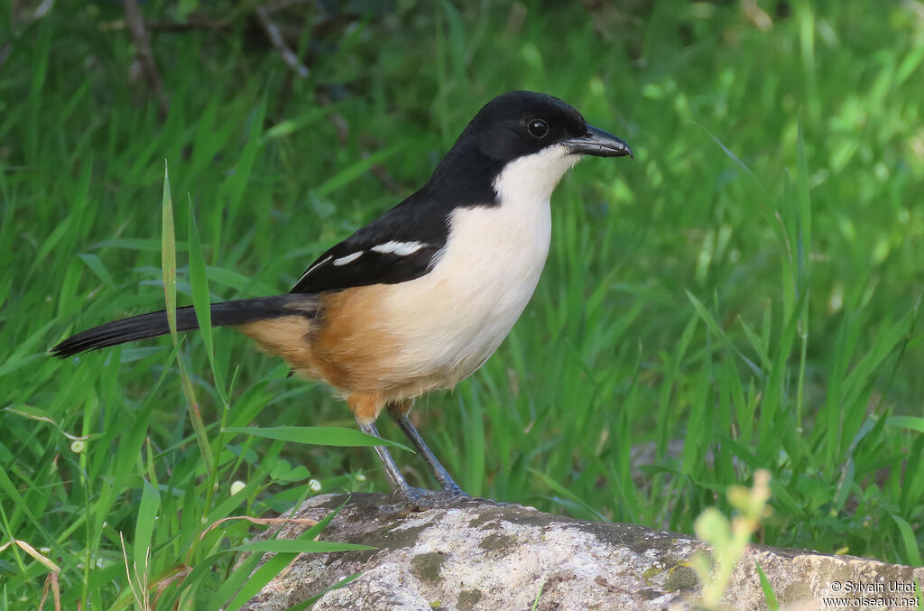 Southern Boubou male adult