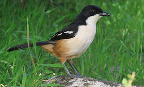 Southern Boubou