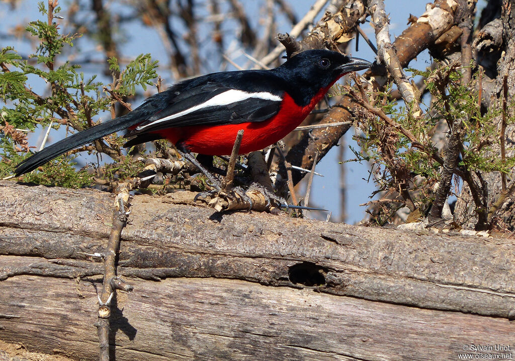 Crimson-breasted Shrikeadult